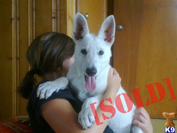 White German Shepherd puppies AKC